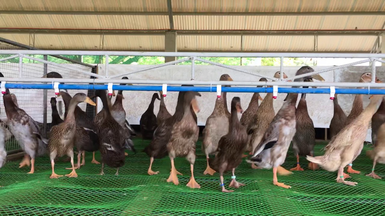 Imported Indian Runner ducks from the US YouTube