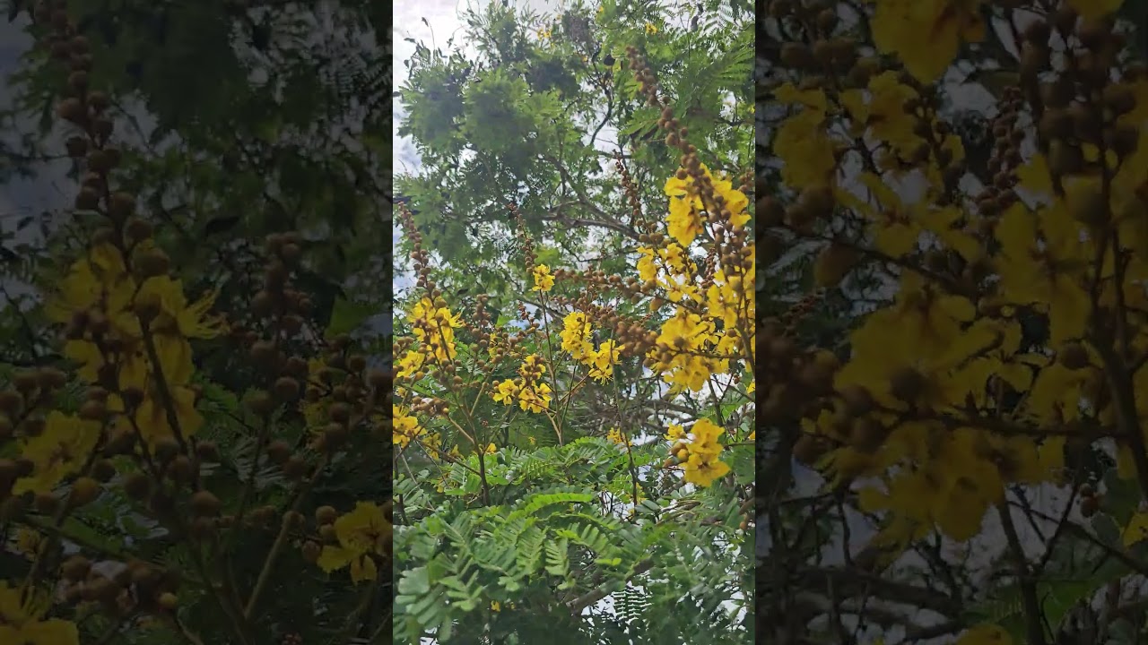 Stunning Yellow Flowers on a Tree 🌳🌼 | Darwin NT Northern Territory 