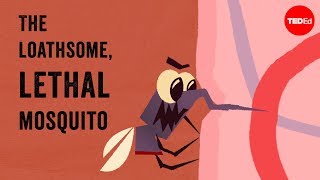 Mide bulandırıcı, öldürücü sivrisinekler - Rose Eveleth