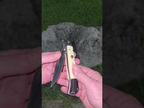 AKC Italian Roma 11