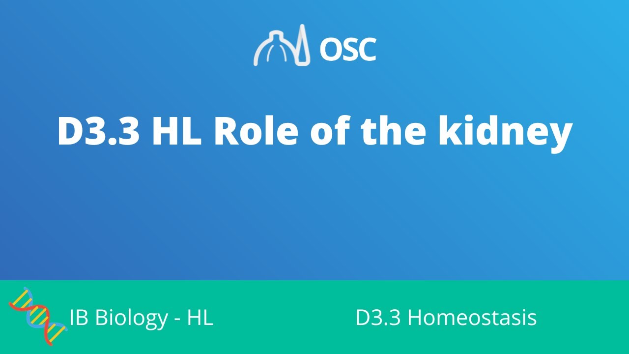 ⁣D3.3 HL Role of the Kidney [IB Biology HL]