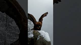 Gopro | Rare Video Of A Golden Eagle 🎬 Baldovino Midali #Shorts #Wildlife