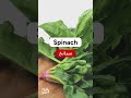 اهم الخضروات بالانجليزي