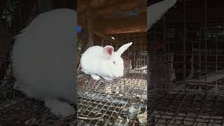 Download Mp3 RABBIT 🐇 Gudang lagu Download Mp3 RABBIT 🐇