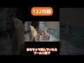【122日目】ホッキョクグマ成長記録45　おもちゃで遊んでたらプールに落ちる子グマ　#shorts