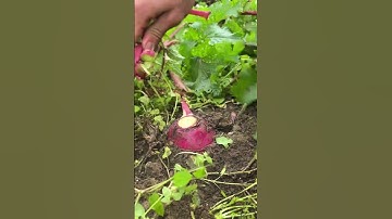 Red Radish Cutting #agriculture #vegetables #cuttingskills #shorts