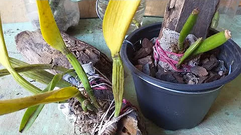 Como recuperar uma orquídea Cattleya desidratada?