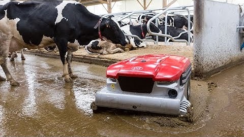 Automated Cowshed Cleaning: Say Goodbye to Manual Muck Management #farming #cows
