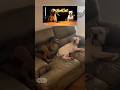 AI Animal Podcast Shorts | funny talking with dog #funny