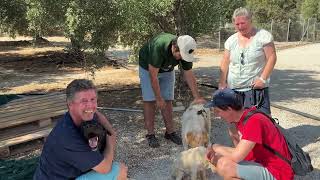 Boomer Found His People! He's Adopted 🥰 - Takis Shelter