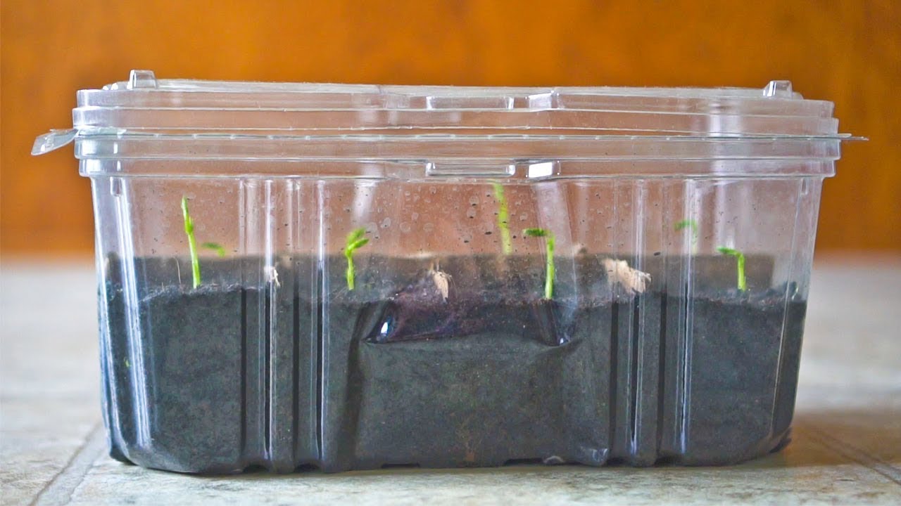 humidity dome for seedlings