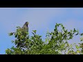 2025 01 28 Guyana Caracolero comun. Snail kite (Rostrhamus sociabilis).