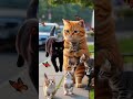 "Cutest Cat Family!"#cats#catfamily#kittens#cuteanimals#funnycats#cutecats#catvideos #kittens