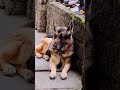 #labrador #pets #cutedog ❤️Brains + Beauty = German Shepherd 😍🐺