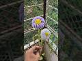 Aesthetic flower crafting with foozy wire . #aesthetic #flower #viralvideo #art #craft