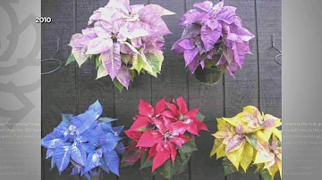 Where is the best place to plant a poinsettia?