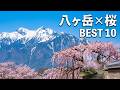 【厳選！】八ヶ岳を望む桜絶景ベスト10選！ / わに塚のサクラ・龍岡城・諏訪湖など / Best 10 Sakura Overlooking Mt. Yatsugatake, Japan