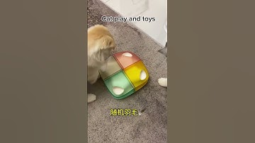 Top Rated Cat Play Toys: Best Catnip Toys, Interactive Cat Toys, and More!