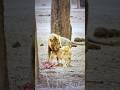Lions: intercourse and mating season #animals #video #lion #wildlife #nature #safarilife