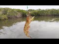 Pesca con CAMARON VIVO en el  MANGLAR || La Revancha