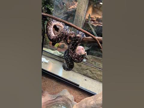 Giant Python Eats Pig In Tree! #reptiles - YouTube