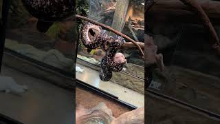 Giant Python Eats Pig In Tree! #reptiles