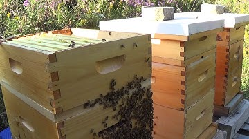 Beekeeping extracting honey part 2. Is this honey or nectar