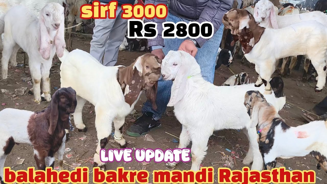 Balahedi bakre mandi live update 5/1/2026 Sabse Badi Bakra Mandi Rajasthan ki