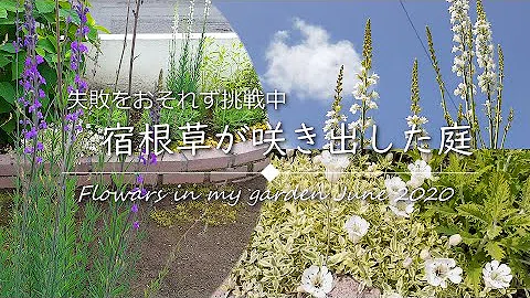 リナリア Mp3 リナリア Mp3