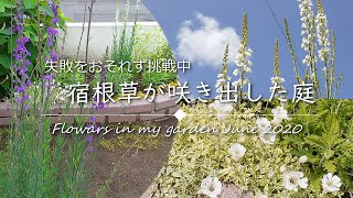 《素人の小さな庭》予想外に大きくなった宿根リナリアに戸惑いながらガーデンツアー【北海道】