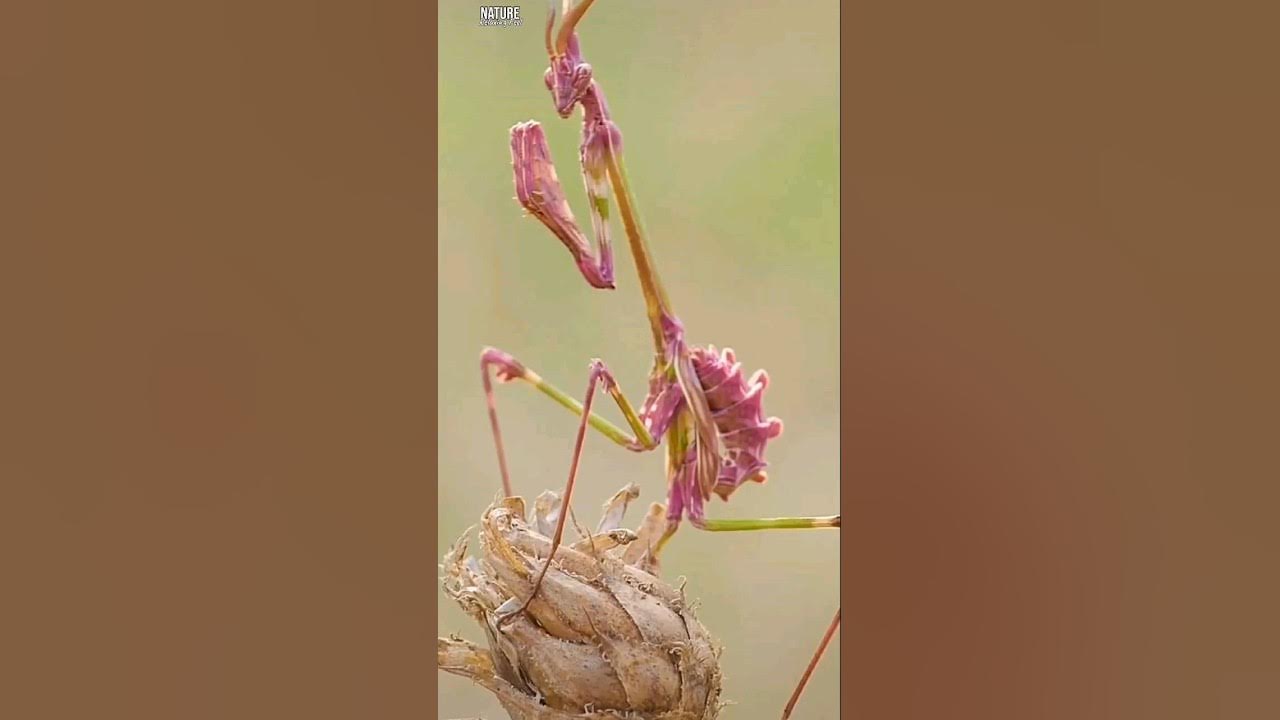 Amazing Praying Mantis (Empusa Pennata) conehead mantis Eating A Fly