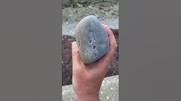 A very worn down section of fossilized Lepidodendron root