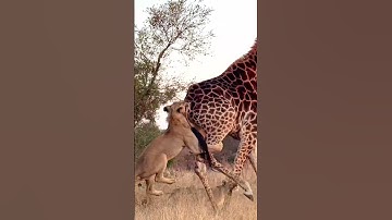Lion Hangs Onto Giraffe