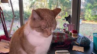 Download Lagu #3217 Koffiepraatjes en theeleutjes bij #Maakhetmetmiranda MP3