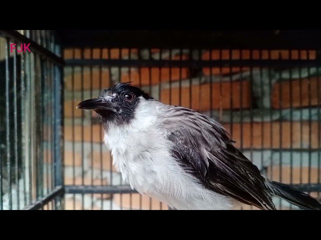 Suara burung Kutilang Gacor || Ampuh untuk suara panggilan dan masteran class=