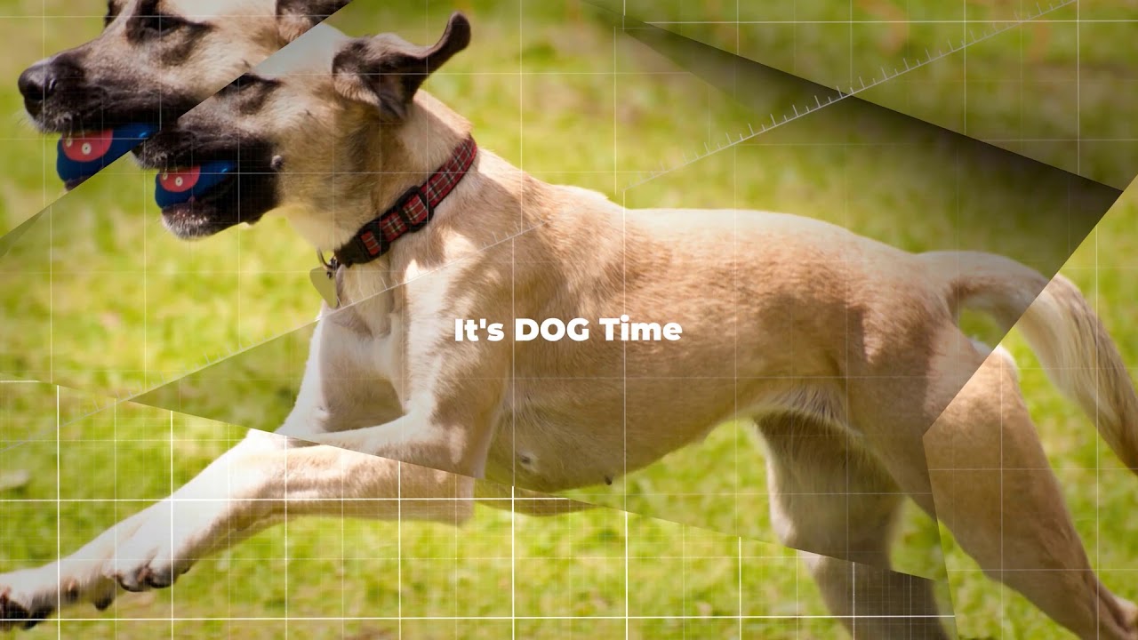 MBK Dog Training - YouTube