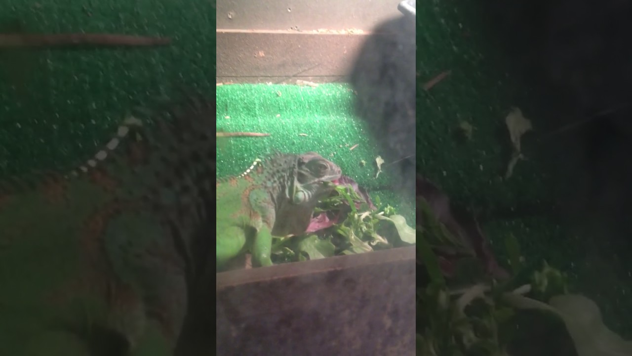 pied piper 読み方 our rescued iggys first meal !