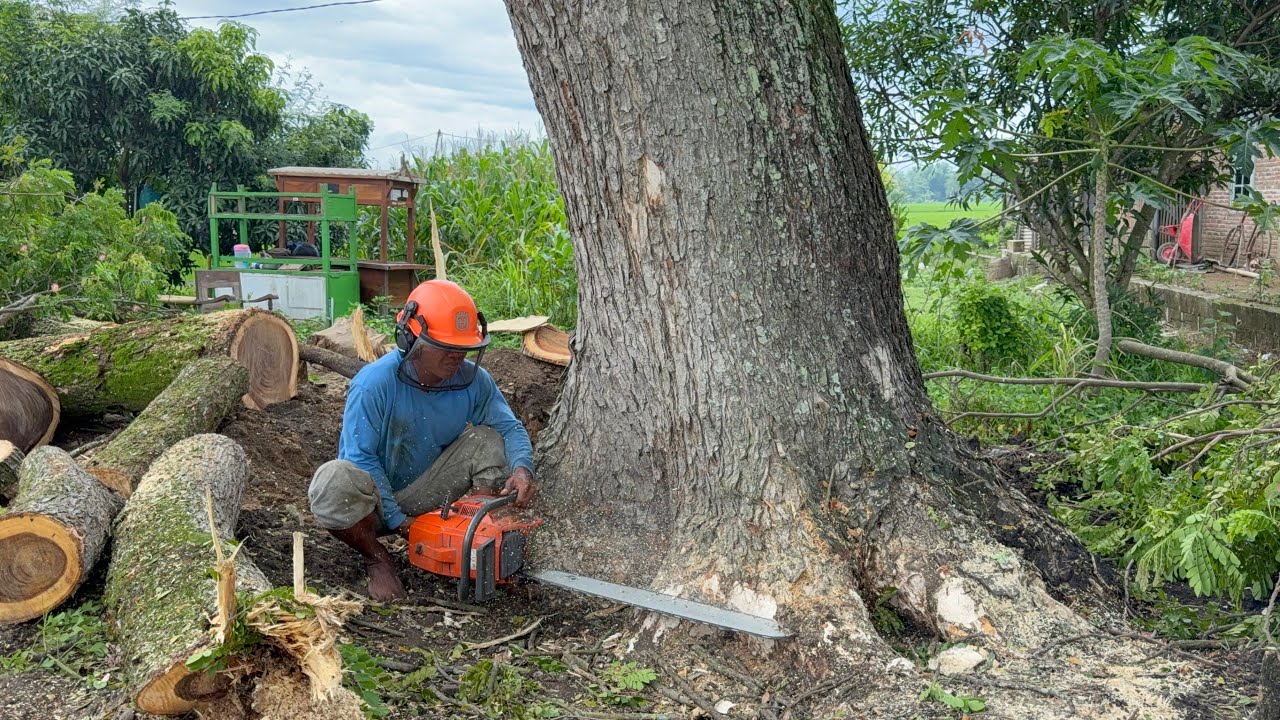 Felling a Giant Tree at the Cemetery During Heavy Rain!