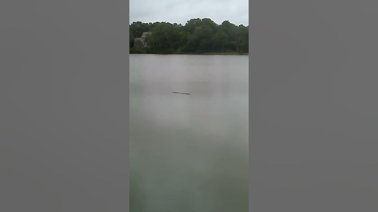 Alligators swimming around bass pond fishing dock Kiawah Island