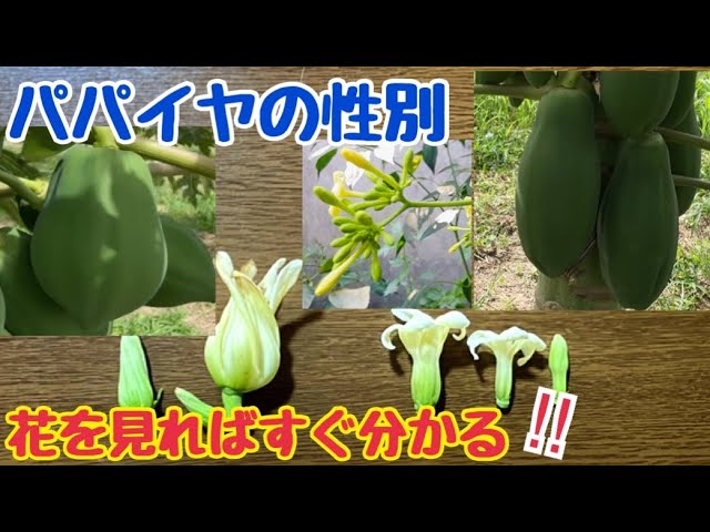 花でパパイヤの形 性別が分かる パパイヤ育ているなら知って欲しい Youtube 花でパパイヤの形 性別が分かる パパイヤ育ているなら知って欲しい Youtube