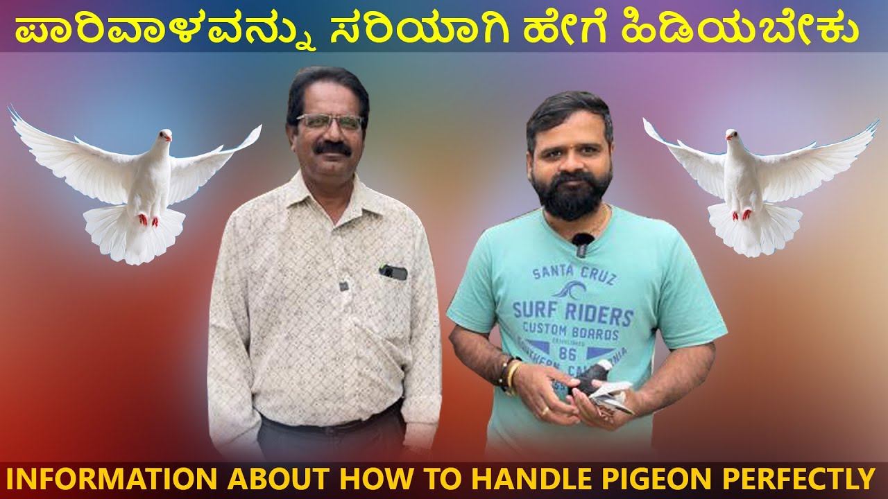 ಪಾರಿವಾಳವನ್ನು ಸರಿಯಾಗಿ ಹೇಗೆ ಹಿಡಿಯಬೇಕು | Information about how to handle pigeon perfectly
