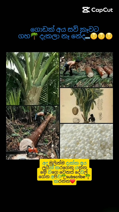 ඔයාලා මෙච්චර කාලයක් සව් කෑවට ගහ දැකලා නෑනේ