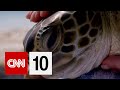 Sea Turtle Research and Conservation