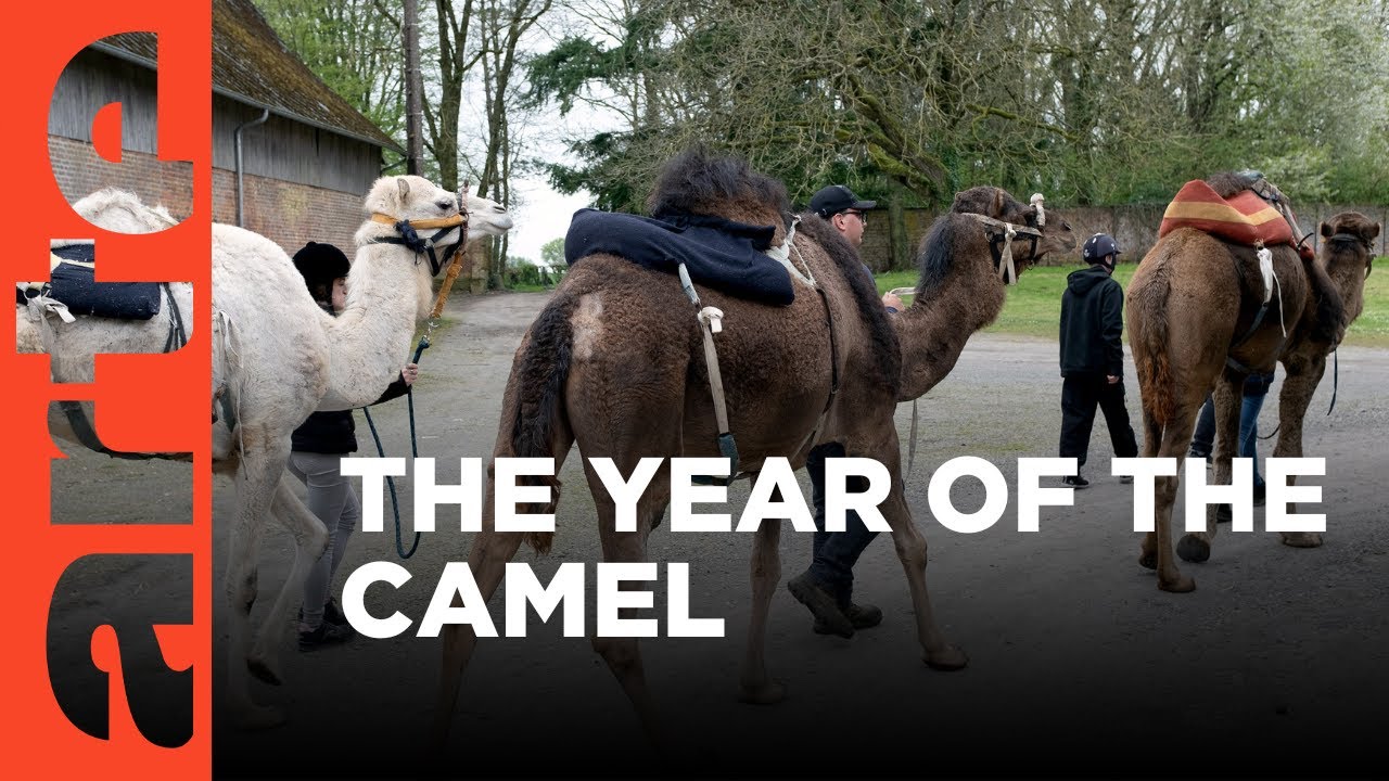 Documentary backdrop image for Camels of Europe (2025)