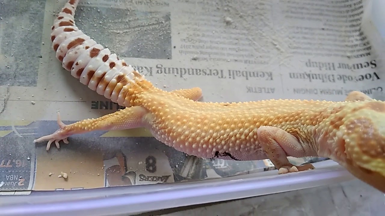 eps 39. leopard gecko ovulasi