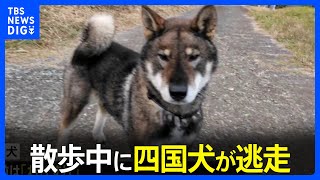 神奈川・南足柄市　散歩中に首輪抜け四国犬が逃げる　警察などの捜索続く　体長1メートルほどの9歳のオス「わびすけ」 狂犬病の予防注射済｜TBS NEWS DIG