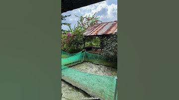 CÁ LÓC BAY CỒN SƠN