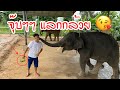 จุ๊บ 😘 แลกกล้วย 🍌ความสามารถใหม่บัวบาน🐘🐘