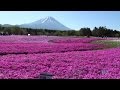 日本富士芝櫻祭 夢幻浪漫芝櫻花海 日本富士芝櫻祭 夢幻浪漫芝櫻花海