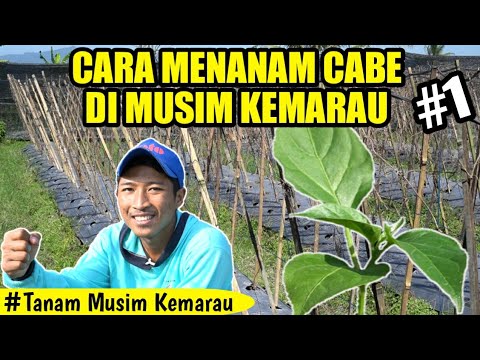 Video: Bagaimana Hari Pertengahan Musim Panas?